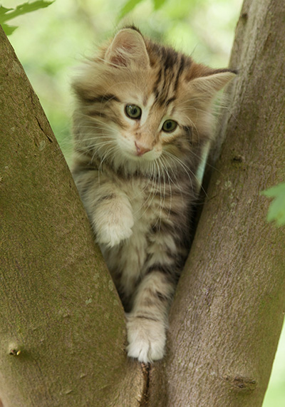 Micky - 7 weeks old