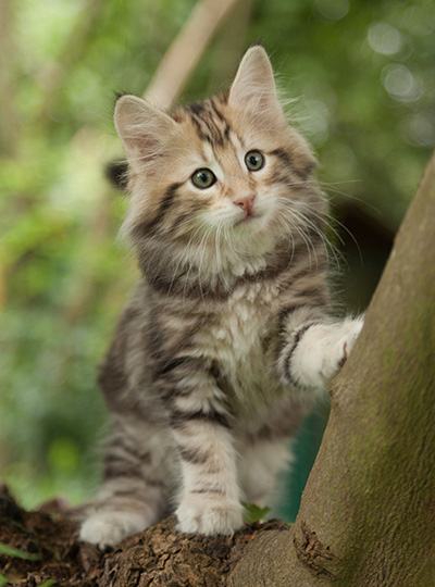 Micky - 7 weeks old