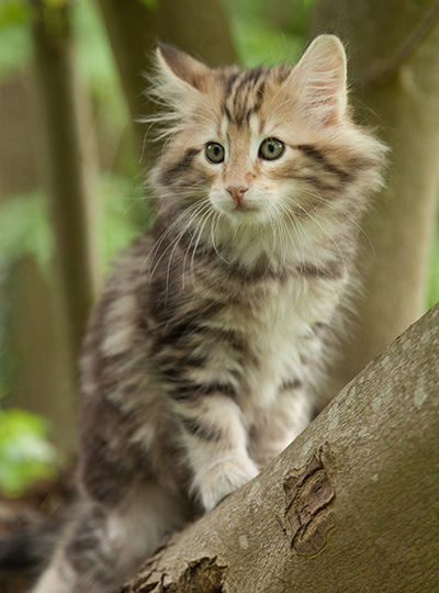 Micky - 7 weeks old