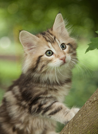 Micky - 7 weeks old