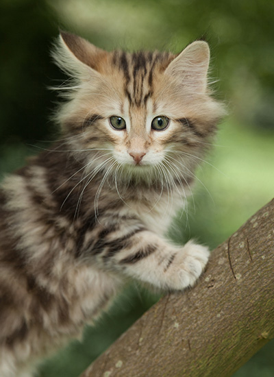 Micky - 7 weeks old