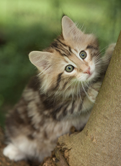 Micky - 7 weeks old