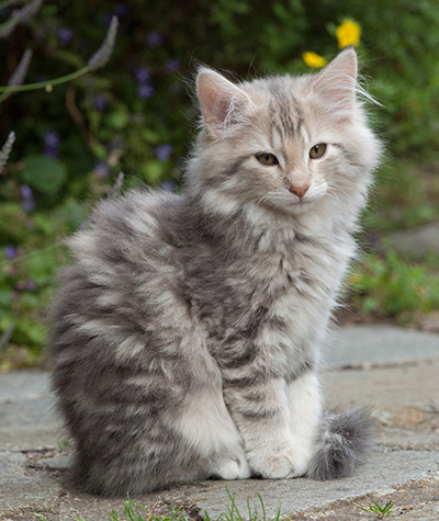 Minnie - 12 weeks old