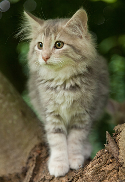 Minnie - 12 weeks old