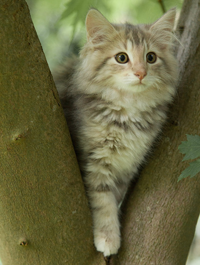 Minnie - 12 weeks old