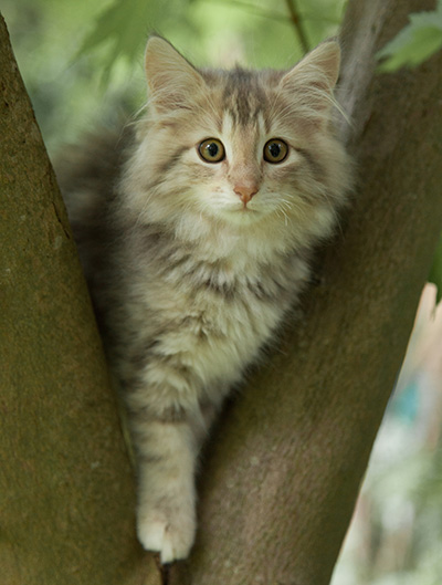 Minnie - 12 weeks old