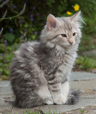 Minnie - 12 weeks old