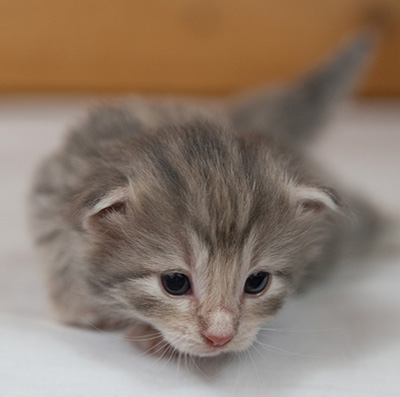 Minnie - 3 weeks old