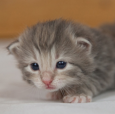 Minnie - 3 weeks old