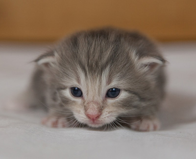 Minnie - 3 weeks old
