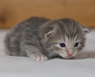 Minnie - 3 weeks old