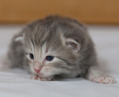 Minnie - 3 weeks old