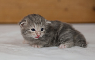 Minnie - 3 weeks old