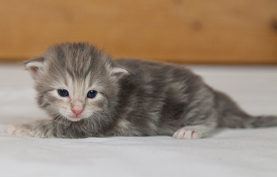 Minnie - 3 weeks old