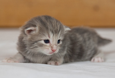Minnie - 3 weeks old