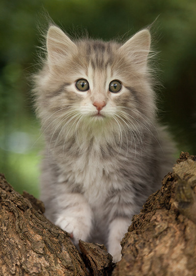 Minnie - 7 weeks old
