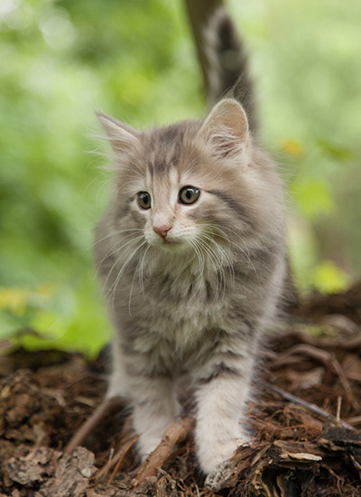 Minnie - 7 weeks old