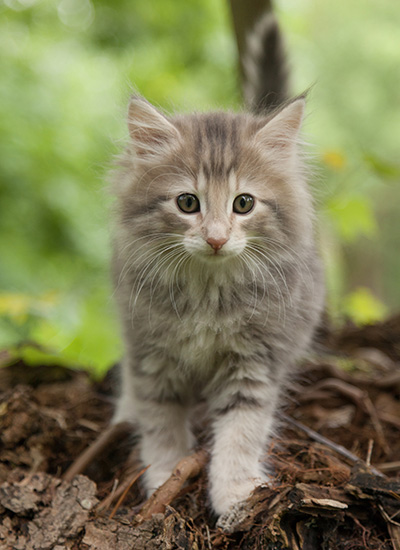 Minnie - 7 weeks old