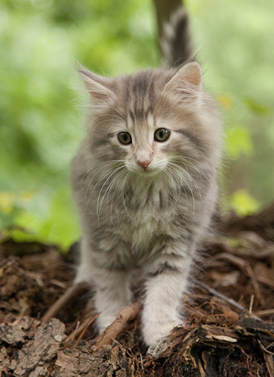 Minnie - 7 weeks old