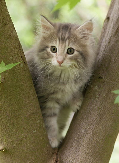 Minnie - 7 weeks old