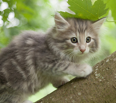 Minnie - 7 weeks old