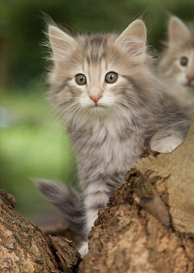 Minnie - 7 weeks old