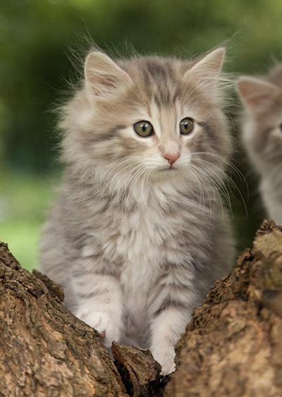 Minnie - 7 weeks old