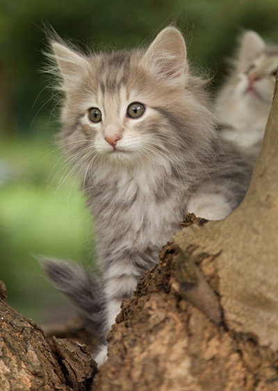 Minnie - 7 weeks old