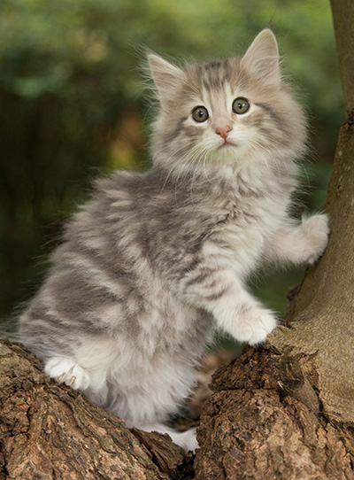 Minnie - 7 weeks old