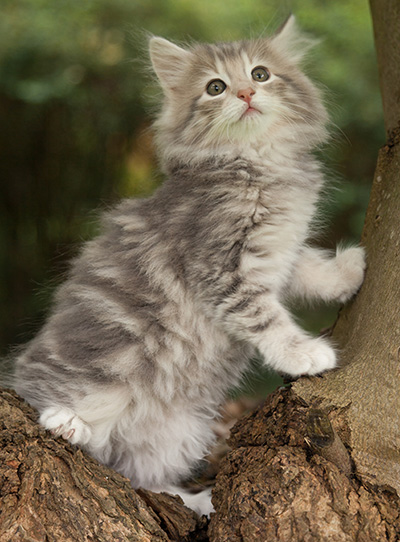 Minnie - 7 weeks old