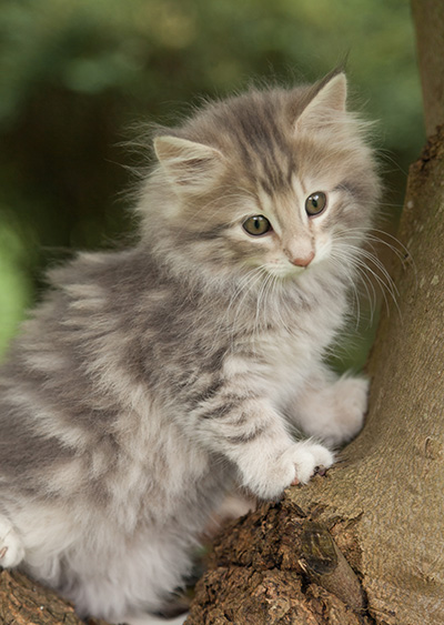 Minnie - 7 weeks old