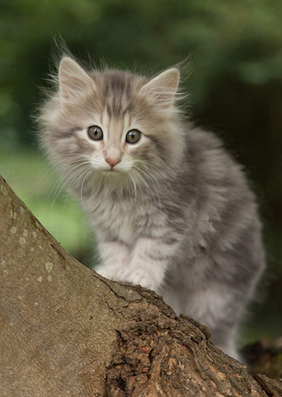 Minnie - 7 weeks old