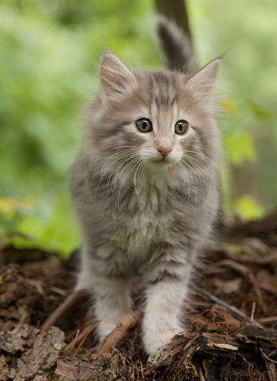 Minnie - 7 weeks old