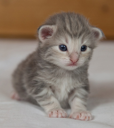 Molly - 3 weeks old