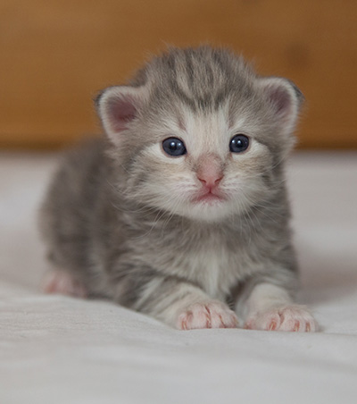 Molly - 3 weeks old