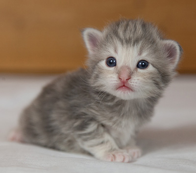 Molly - 3 weeks old
