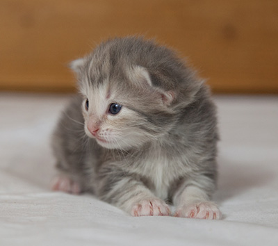 Molly - 3 weeks old