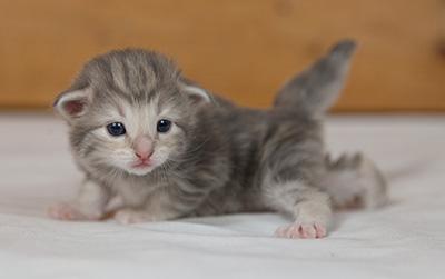 Molly - 3 weeks old