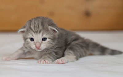 Molly - 3 weeks old