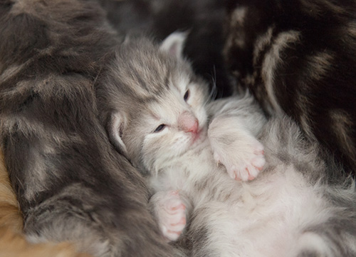 Molly - 3 weeks old