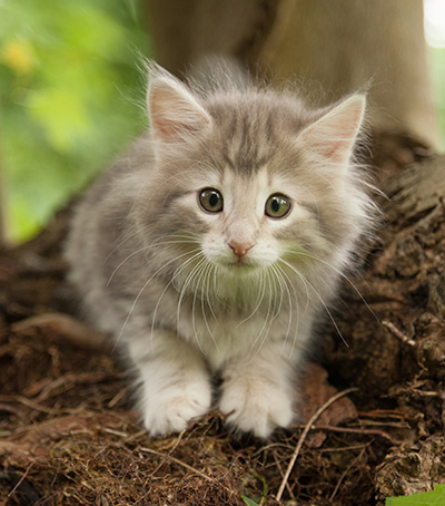 Molly - 7 weeks old