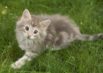 Molly - 7 weeks old