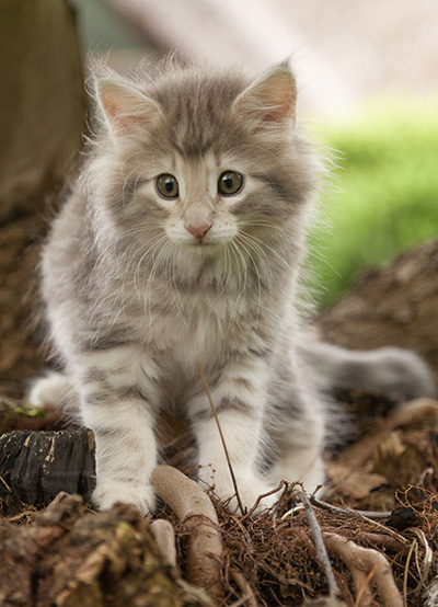 Molly - 7 weeks old