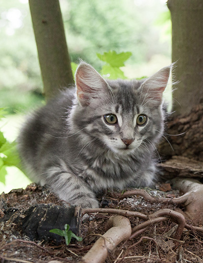 Mowgli - 12 weeks old