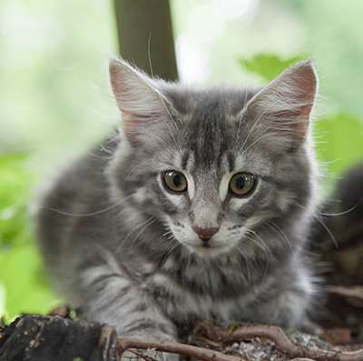 Mowgli - 12 weeks old