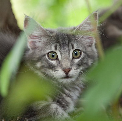 Mowgli - 12 weeks old