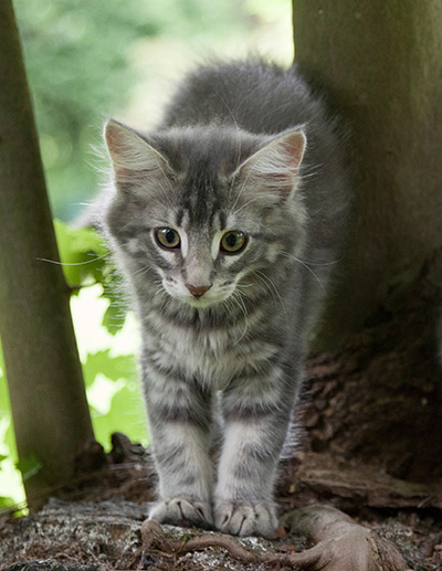 Mowgli - 12 weeks old