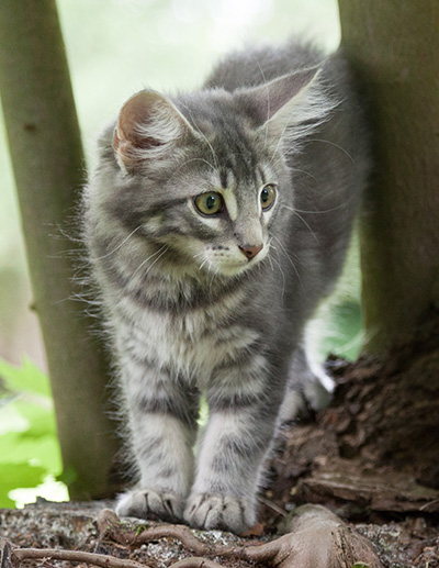 Mowgli - 12 weeks old