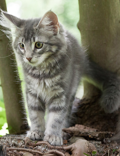 Mowgli - 12 weeks old