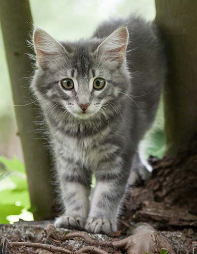 Mowgli - 12 weeks old